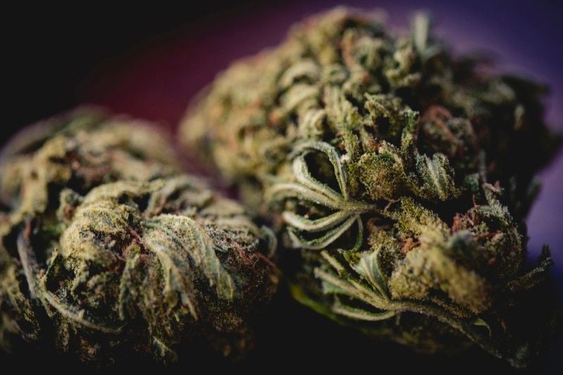 Improve Your Yield in 2022 With a Cannabis Curing Machine Improve Your Yield in 2022 With a Cannabis Curing Machine